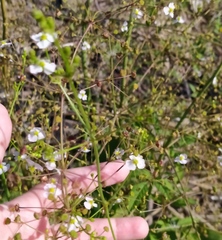 Alisma plantago-aquatica