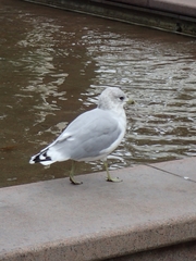 Larus canus