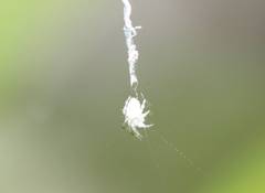 Araneidae