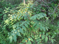 Juglans nigra