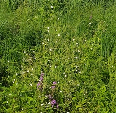 Alisma plantago-aquatica