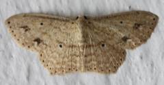 Lepidoptera