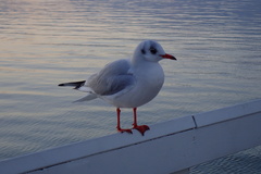 Chroicocephalus ridibundus