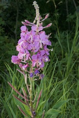Chamaenerion angustifolium