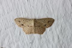 Lepidoptera