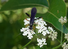 Exetastes fornicator nervulus