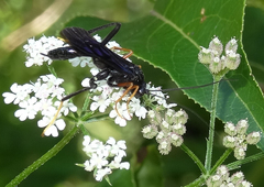 Exetastes fornicator nervulus