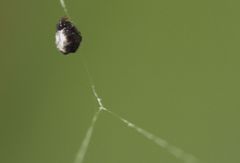 Araneae