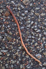 Lumbricus
