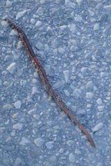 Lumbricus