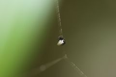 Araneae
