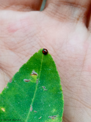 Pentilia chelsea