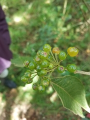 Lycianthes radiata
