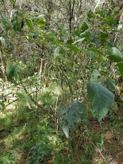 Lycianthes radiata