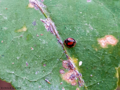 Pentilia chelsea