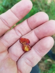 Lycianthes radiata