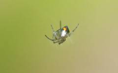 Leucauge