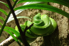 Morelia viridis