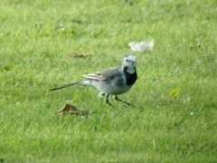 Motacilla alba