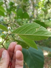 Lycianthes radiata