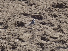 Motacilla alba