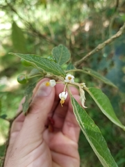 Lycianthes radiata