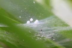 Araneae