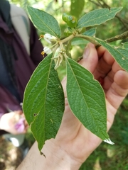 Lycianthes radiata