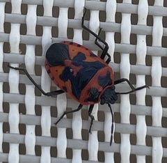 Eurydema spectabilis