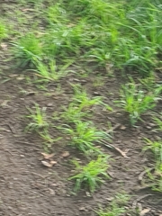 Sciurus carolinensis
