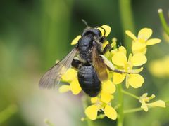 Andrena pilipes