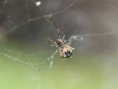 Theridiidae