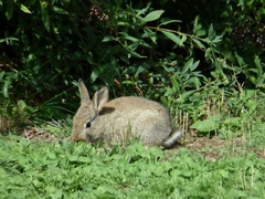 Oryctolagus cuniculus