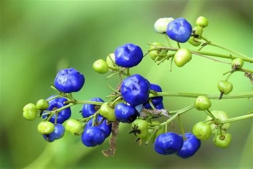 cerulean flax-lily
