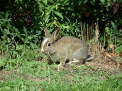 Oryctolagus cuniculus