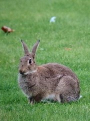 Oryctolagus cuniculus