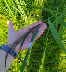 Phragmites australis
