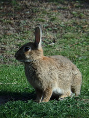 Oryctolagus cuniculus