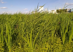 Phragmites australis