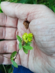 Trifolium campestre