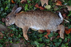 Oryctolagus cuniculus
