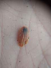 Paraconcavus pacificus