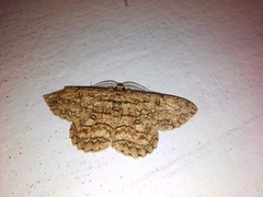 Hypomecis transcissa