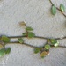photo of Plants (Plantae)