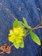 Trifolium campestre