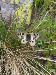 Parnassius nordmanni