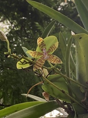 Phalaenopsis cornu-cervi