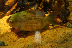 Paretroplus menarambo