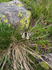 Parnassius nordmanni