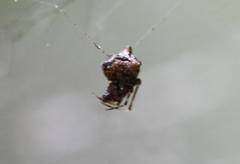 Phoroncidia